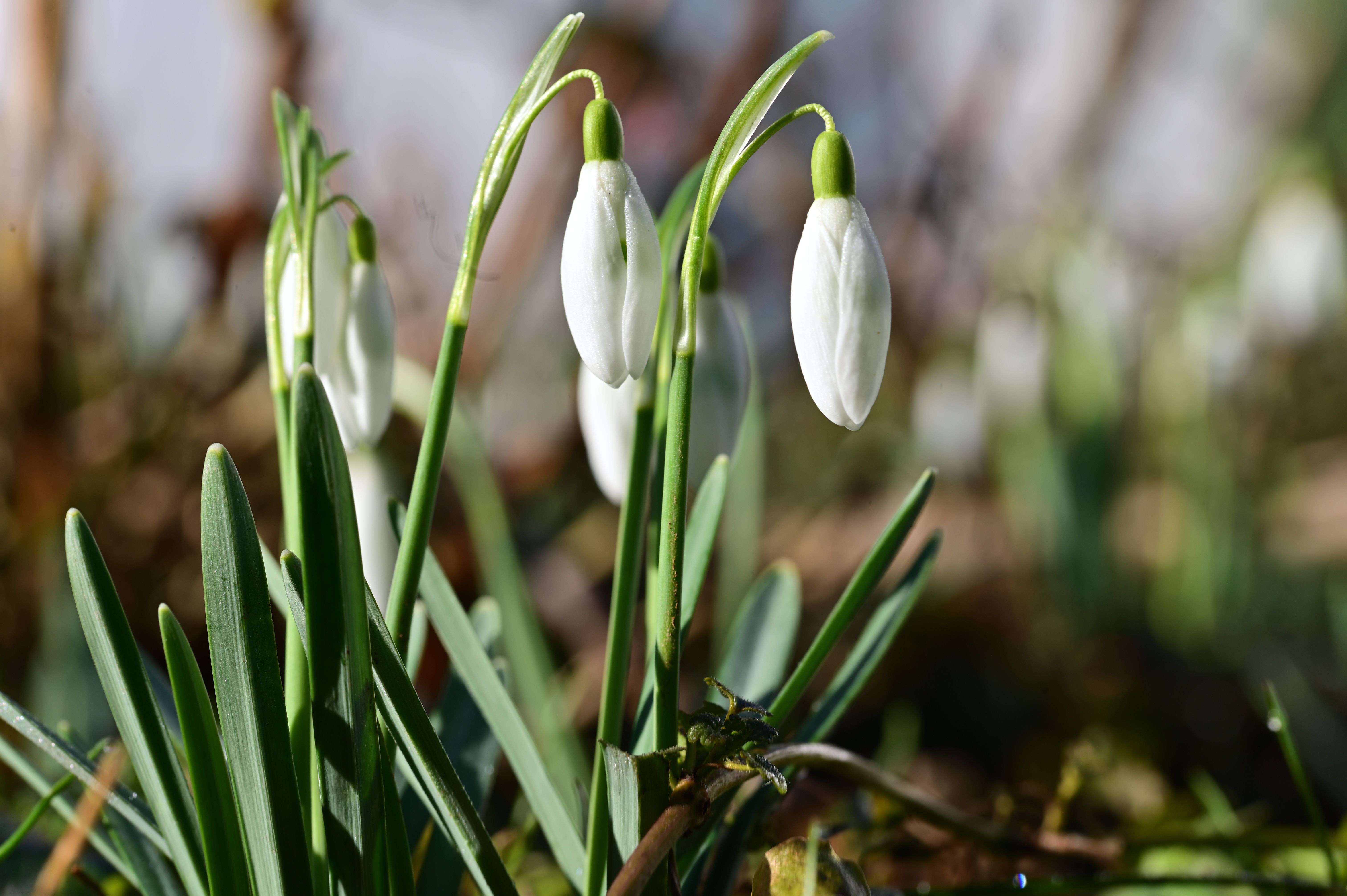 Ask the Expert: Spring and Summer Pet Care Tips - 5 EYEWITNESS NEWS — Photo by Gutjahr Aleksandr on Pexels