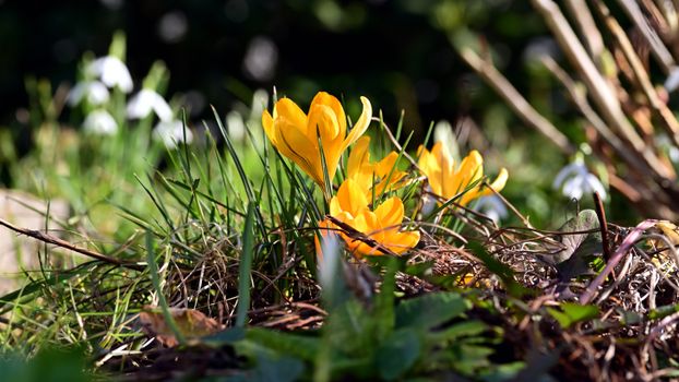 Close-up of blooming yellow crocus flowers in a sunny spring garden, showcasing nature's beauty.