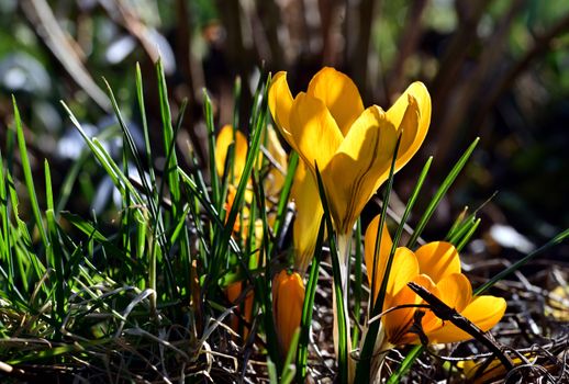 Close-up of Yellow Crocus