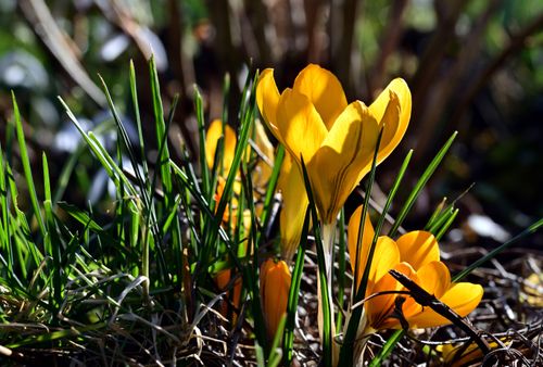 Free Bright yellow crocuses blooming among green grass in a sunlit spring garden. Stock Photo