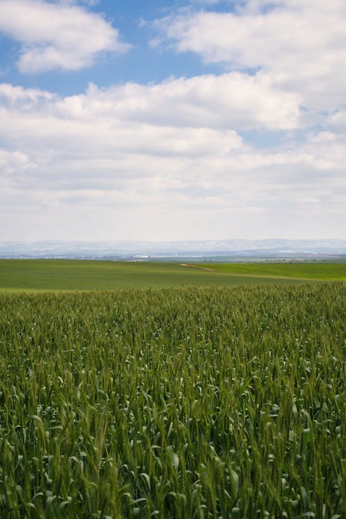 A Green Wheat Cropland 