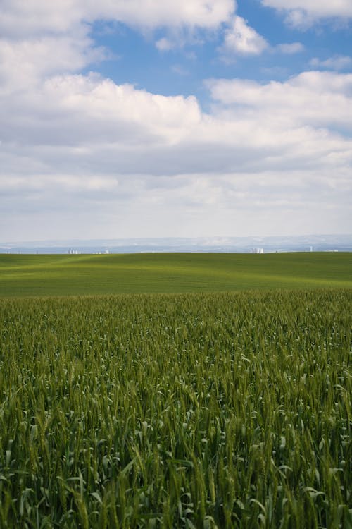 Clouds over Green Field