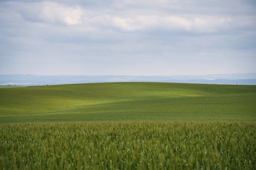 Бесплатное стоковое фото с горизонт, живописный, луг