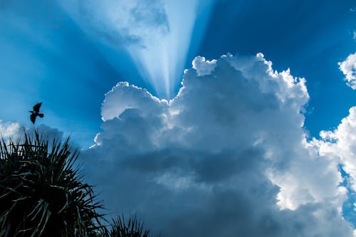 Bird Flying in Mid Air Under Cloudy Sky during Daytime