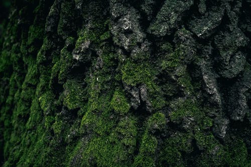 Close-up of a Tree Trunk Covered with Moss