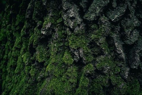 Základová fotografie zdarma na téma drsný, flóra, kmen stromu