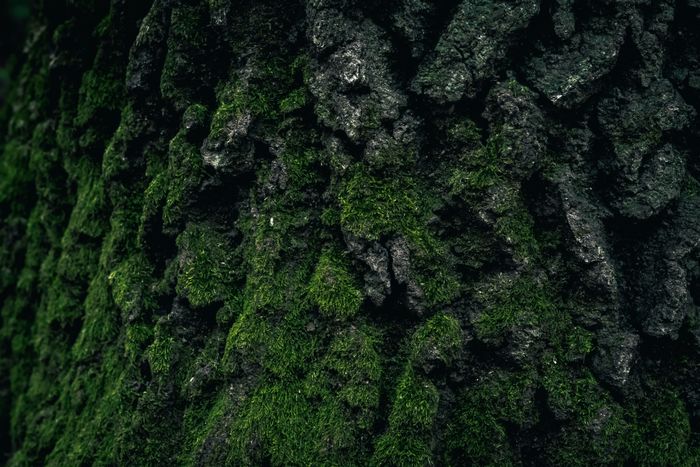 Detailed texture of tree bark covered in lush green moss — photo by Wyxina Tresse on Pexels