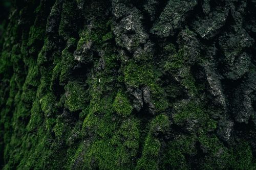 Free Detailed texture of tree bark covered in lush green moss in a forest environment. Stock Photo