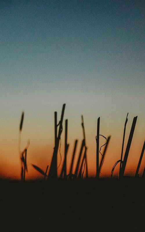 Free stock photo of blurred, goldenhour, sunset