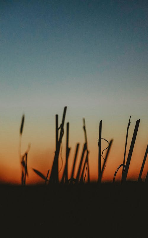 Foto profissional grátis de borrado, hora dourada, pôr do sol