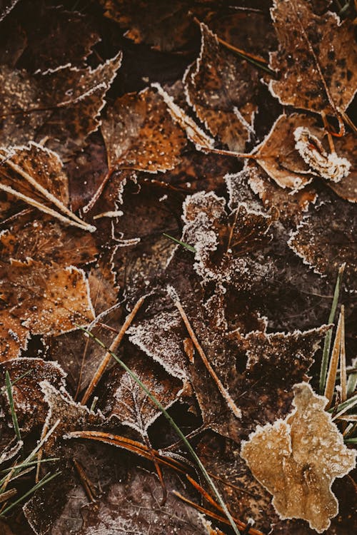 Free stock photo of autumn leaves, fall leaves wallpaper, frosted