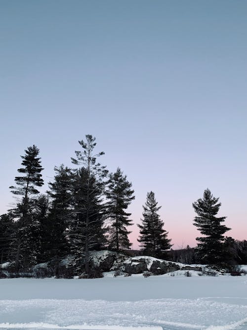 Trees under Clear Sky