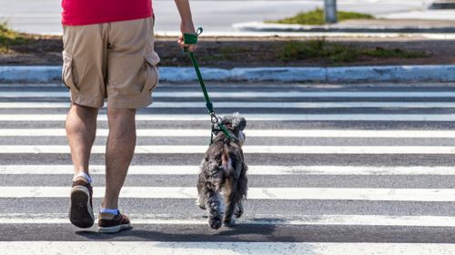 Free A man in shorts walks his dog across a city pedestrian crosswalk on a sunny day. Stock Photo