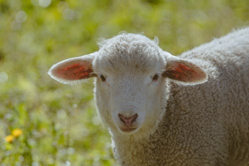Безкоштовне стокове фото на тему «вівці, літо, луг»