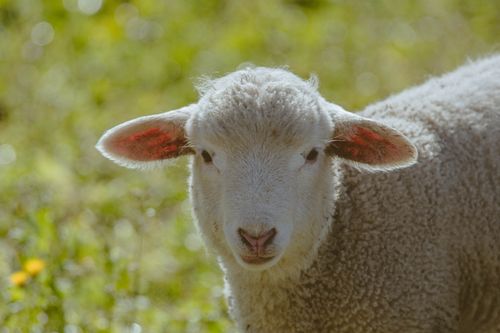 Free Close-up of a cute lamb in a sunlit green meadow, perfect for rural themes. Stock Photo