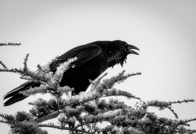 Black And White Photo Of A Crow On A Tree 