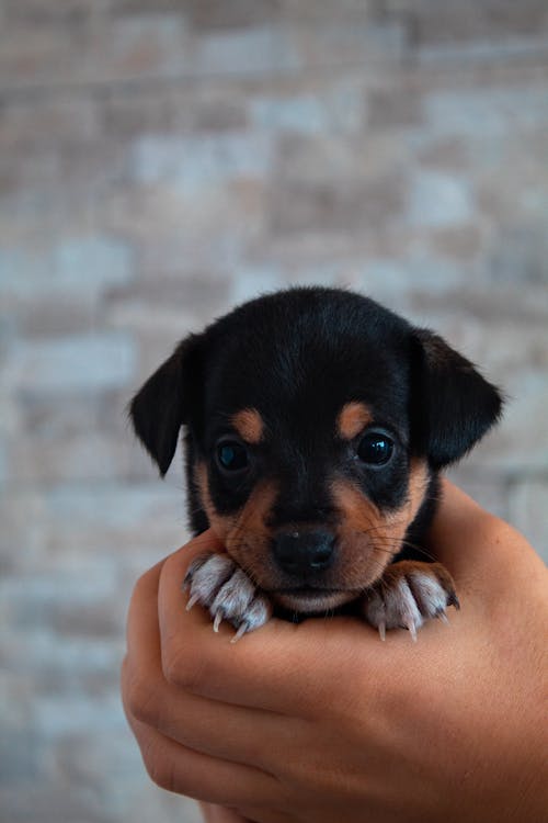 Gratis lagerfoto af dyr, hund, hunde