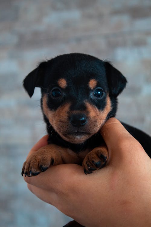 Person Holding Adorable Puppy