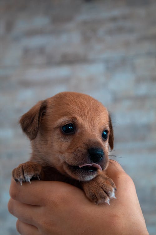 Hand Holding Puppy