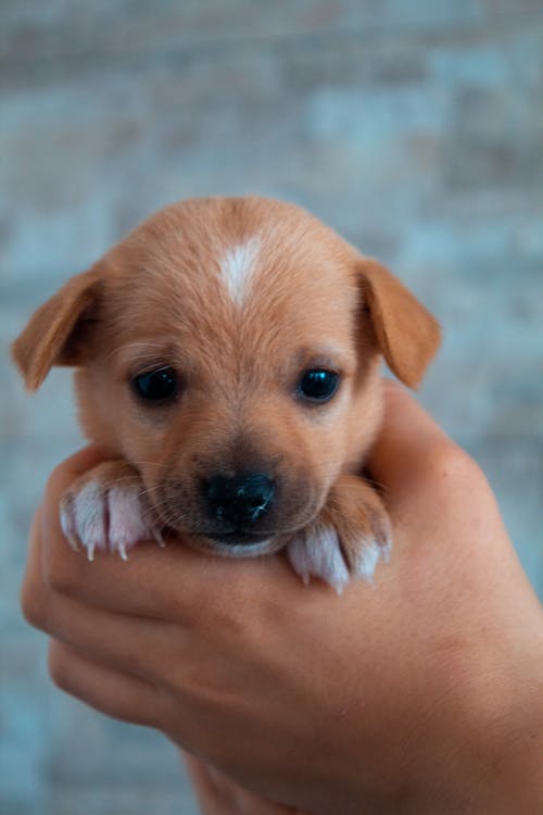 Gratis lagerfoto af dyr, hund, hunde