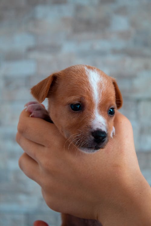 Gratis lagerfoto af dyr, hund, hunde