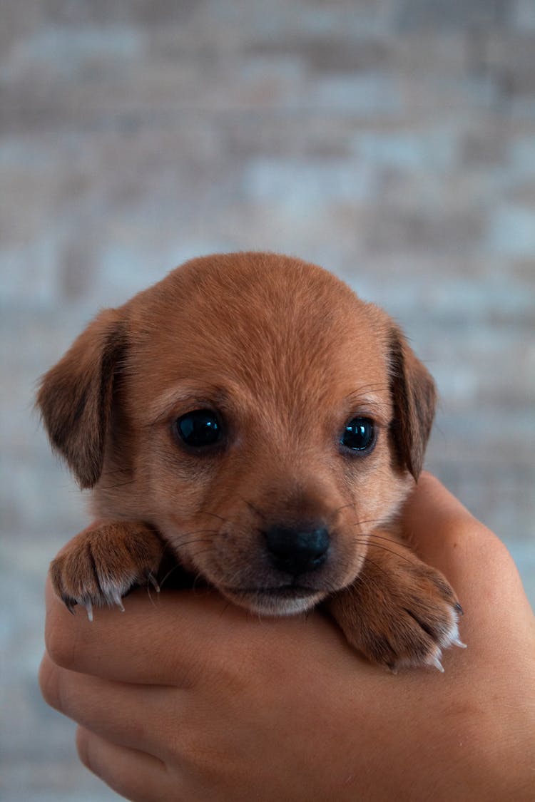 Person Holding Adorable Puppy