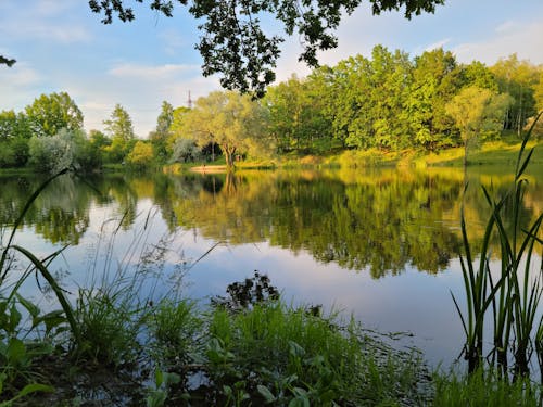 Gratis stockfoto met blauw meer, blauw water, bloem in de zomer