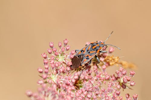 Foto d'estoc gratuïta de beetle, bitxo, flor