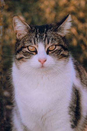 Cat stock photo used for demo profile Miso