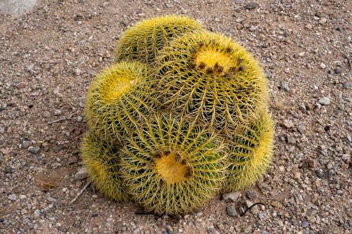 Kaktus Tucson