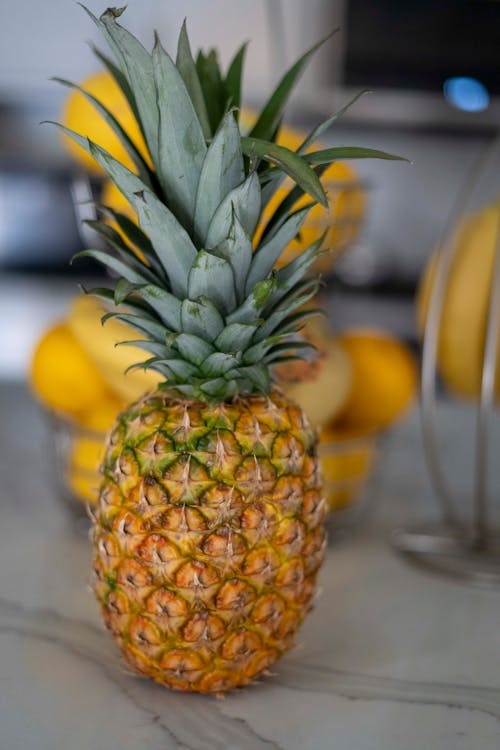 Gratis lagerfoto af ananas, blade, frisk