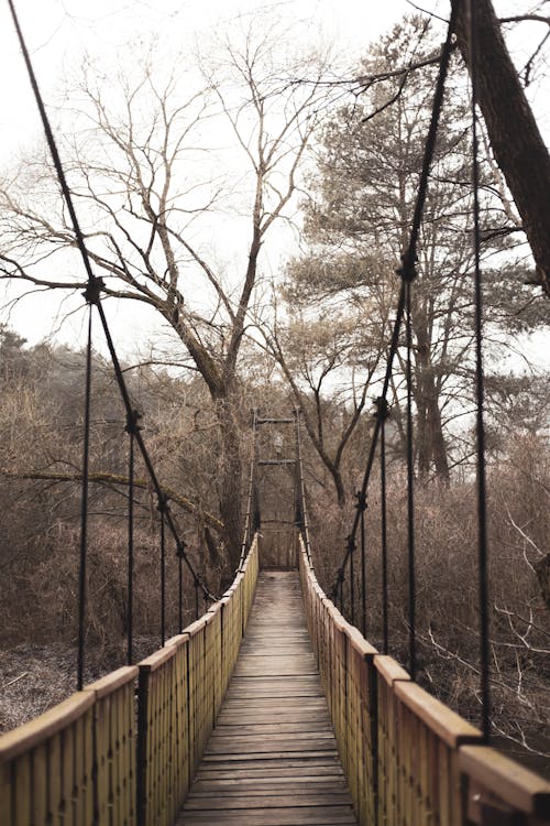ağaçlar, ahşap iskele, ahşap köprü içeren Ücretsiz stok fotoğraf