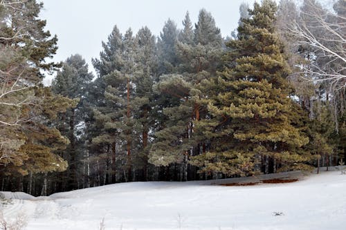 Foto profissional grátis de árvores, com frio, coníferas
