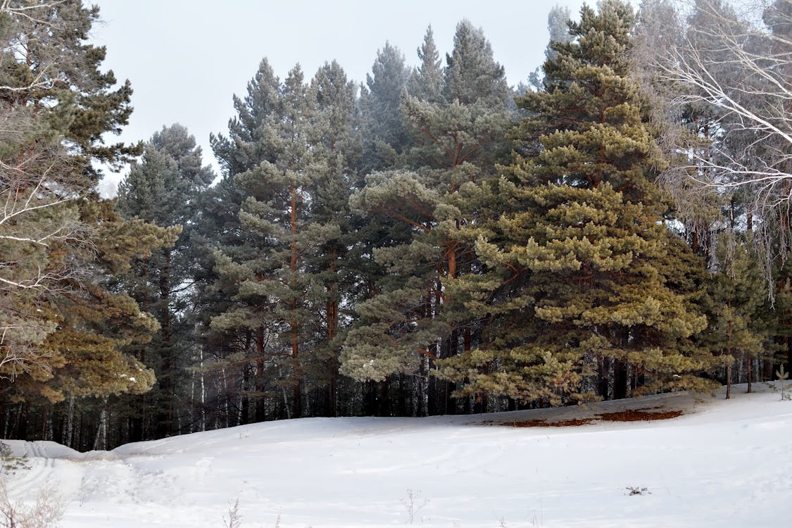 A Coniferous Forest in Winter 