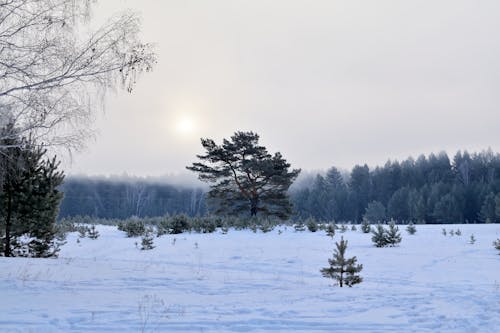 Foto profissional grátis de árvores, com frio, floresta