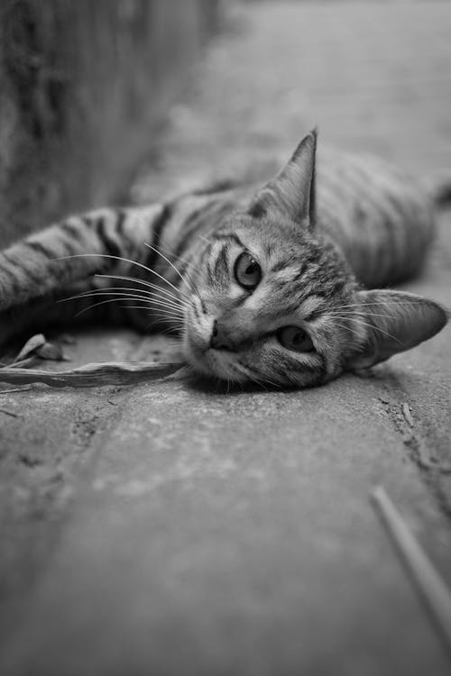 Black and White Photo of Kitten Lying on Ground
