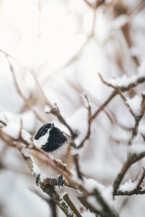 Free A black-capped chickadee sits on a snow-covered branch, highlighting winter's beauty. Stock Photo