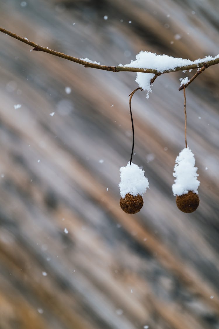 Close-up Of A Branch And Fruits With Snow On It