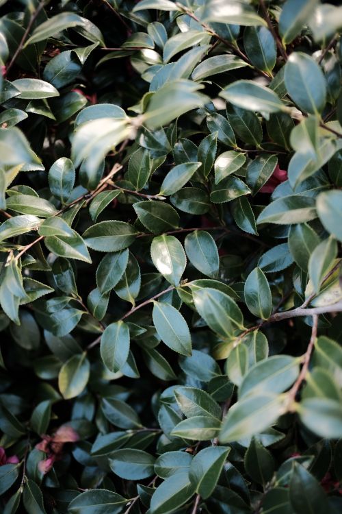 Free Close-up of vibrant green leaves making up a dense hedge, showcasing lush natural textures. Stock Photo