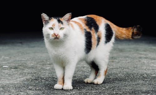 Kostenloses Stock Foto zu flaumig, haustier, katze