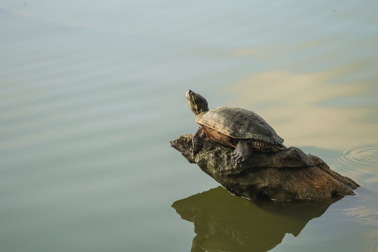 Close-up Of A Turtle On A Driftwood 