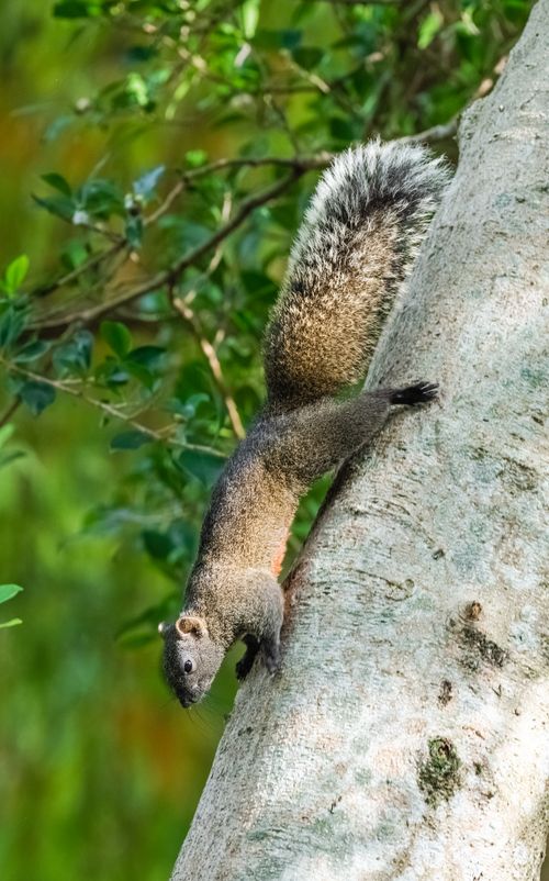 Free A squirrel descends a tree trunk amidst lush green foliage. Stock Photo