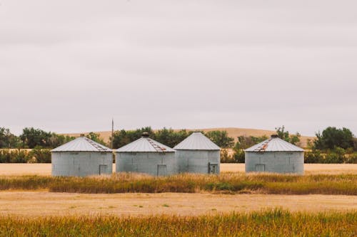 ローリングランドスケープ, 穀類, 農家の無料の写真素材