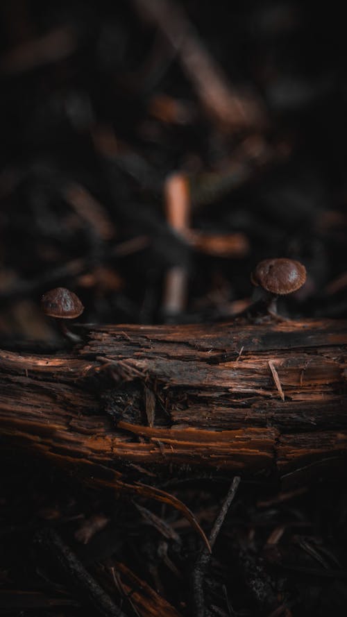Close-up of Small Mushrooms Growing Out of a Wet Tree Branch on the Ground 