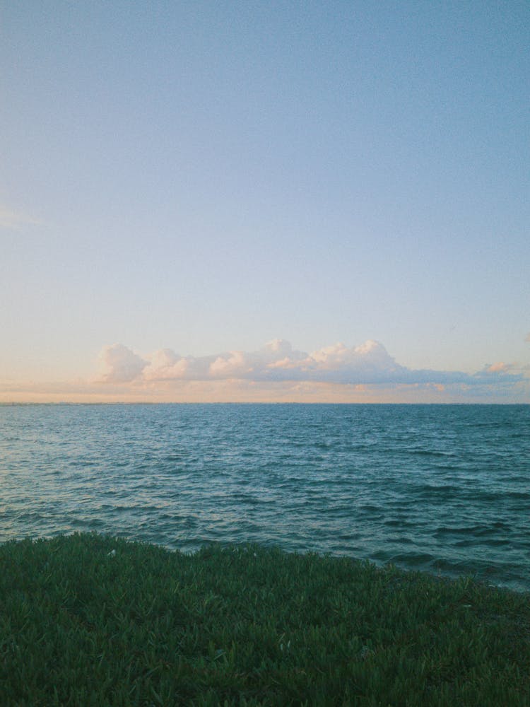 Grass Growing In Seaside