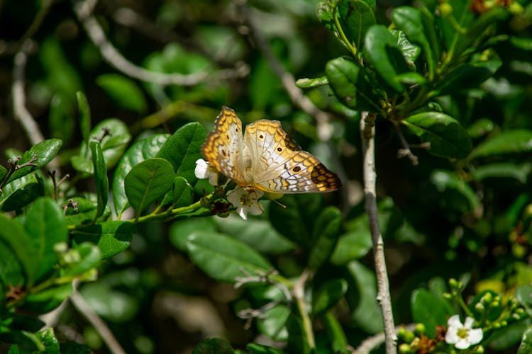 Butterfly In Nature