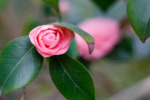 Immagine gratuita di bellezza nella natura, botanica, fiore