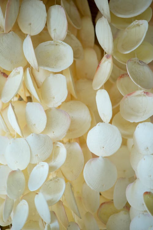 Close-up of White Seashells 
