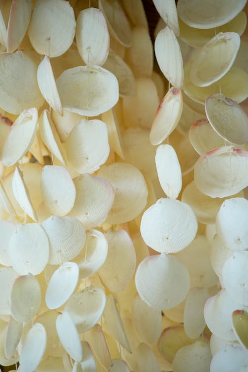 Free Close-up of White Seashells  Stock Photo