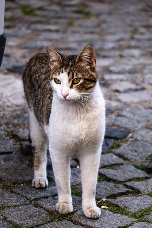 Free A tabby cat standing on cobblestone pavement in an urban environment, striking an alert pose. Stock Photo